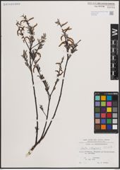 Foto von Salix eleagnos Scop.